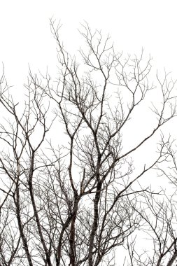 Beyaz ağaç dallarında