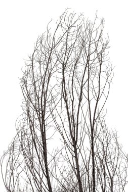 Beyaz ağaç dallarında