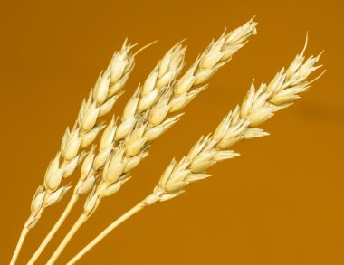 Sarı buğday kulakları