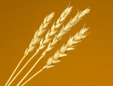 Sarı buğday kulakları