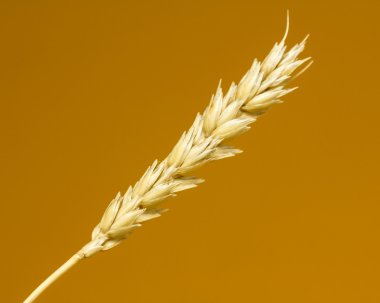 Sarı buğday kulakları