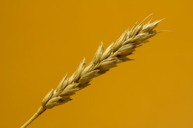 Sarı buğday kulakları