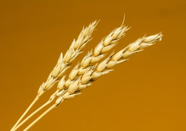 Sarı buğday kulakları