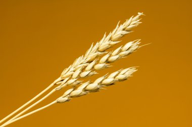 Sarı buğday kulakları