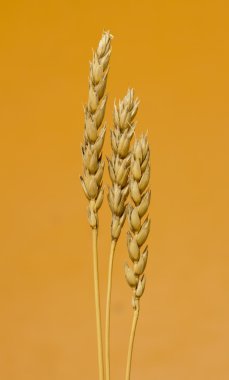 Sarı buğday kulakları