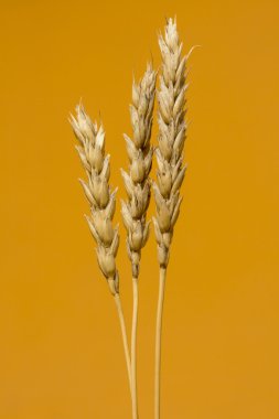 Sarı buğday kulakları