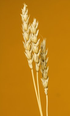 Sarı buğday kulakları