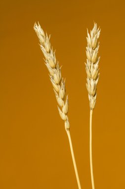 Sarı buğday kulakları