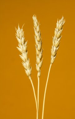 Sarı buğday kulakları