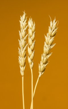 Sarı buğday kulakları