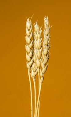 Sarı buğday kulakları