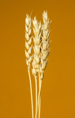 Sarı buğday kulakları