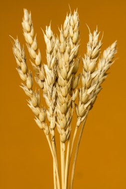 Sarı buğday kulakları