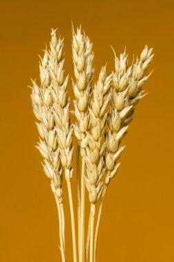 Sarı buğday kulakları