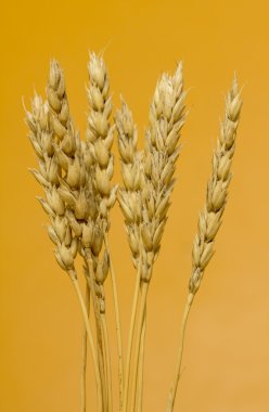 Sarı buğday kulakları