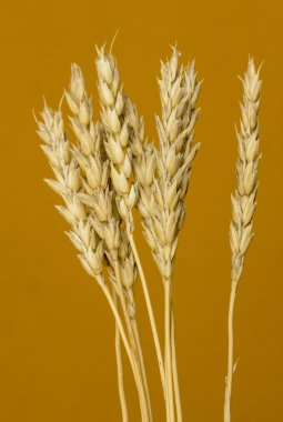 Sarı buğday kulakları