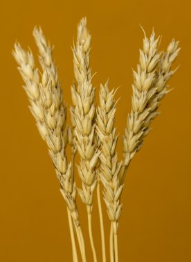 Sarı buğday kulakları