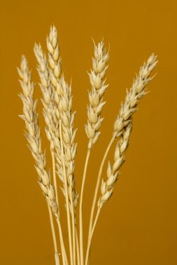 Sarı buğday kulakları