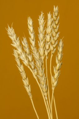 Sarı buğday kulakları