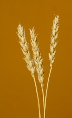 Sarı buğday kulakları