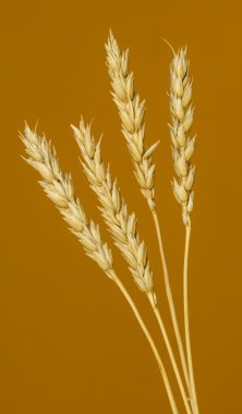 Sarı buğday kulakları