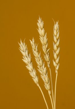 Sarı buğday kulakları