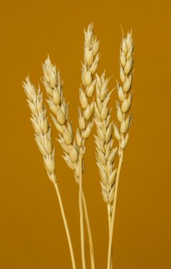 Sarı buğday kulakları