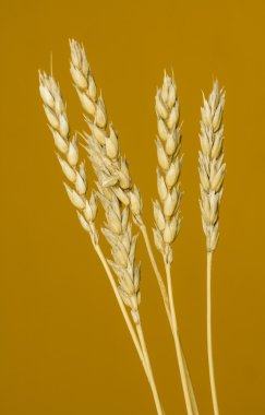 Sarı buğday kulakları