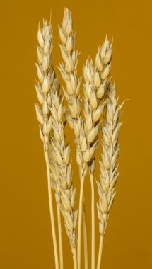 Sarı buğday kulakları