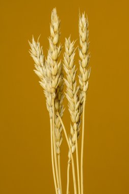 Sarı buğday kulakları