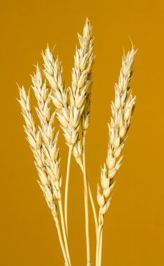 Sarı buğday kulakları