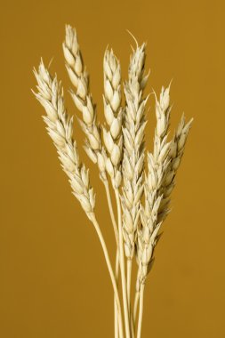 Sarı buğday kulakları