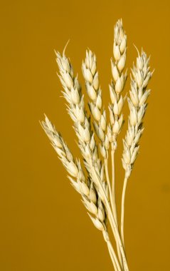Sarı buğday kulakları