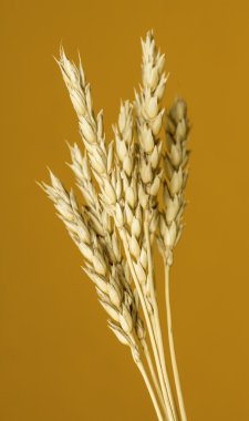 Sarı buğday kulakları