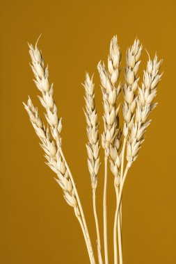 Sarı buğday kulakları