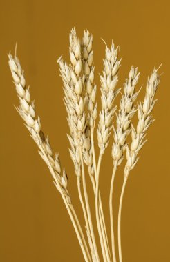 Sarı buğday kulakları