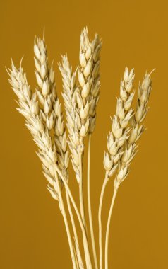 Sarı buğday kulakları