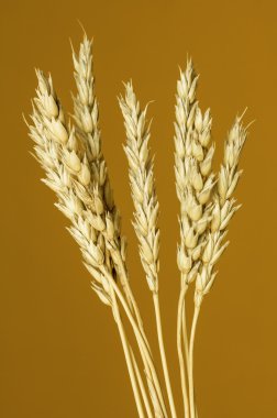 Sarı buğday kulakları