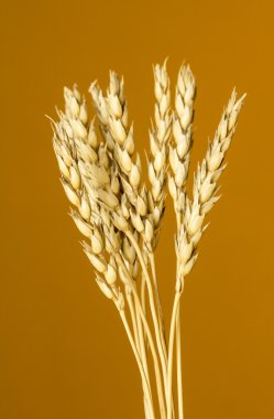 Sarı buğday kulakları