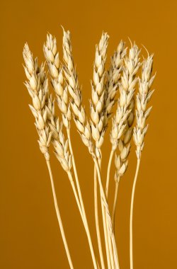 Sarı buğday kulakları