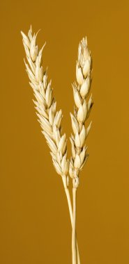 Sarı buğday kulakları