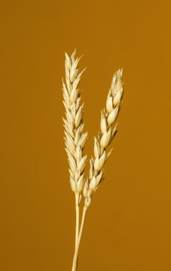 Sarı buğday kulakları