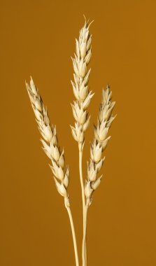 Sarı buğday kulakları