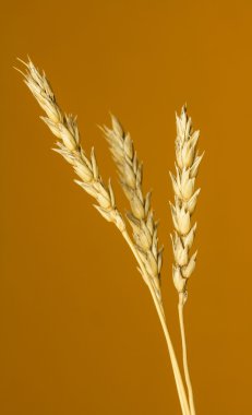 Sarı buğday kulakları