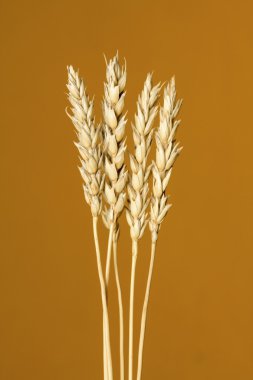 Sarı buğday kulakları