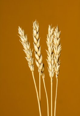 Sarı buğday kulakları