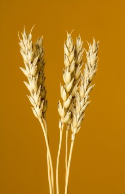 Sarı buğday kulakları