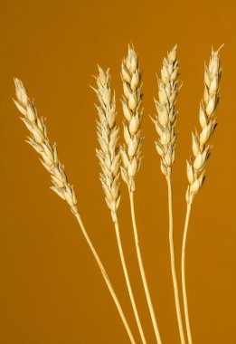 Sarı buğday kulakları