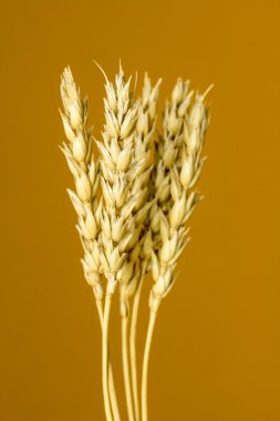 Sarı buğday kulakları