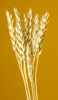 Sarı buğday kulakları